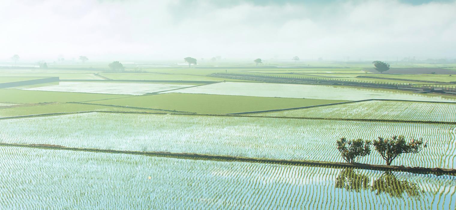 beautiful rice field